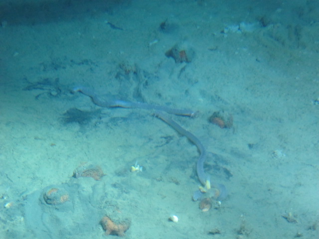 Urchins and cucs