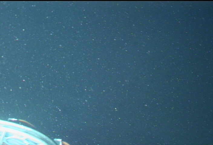 Dense microbial life along the halocline of the Orca Basin