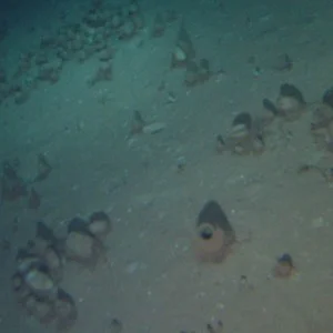 Sponge garden