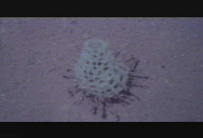 White "brain sponge