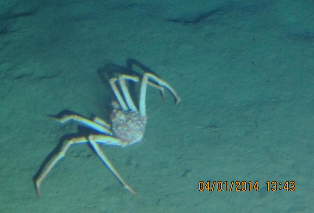 OC26_spider_crab_web.jpg