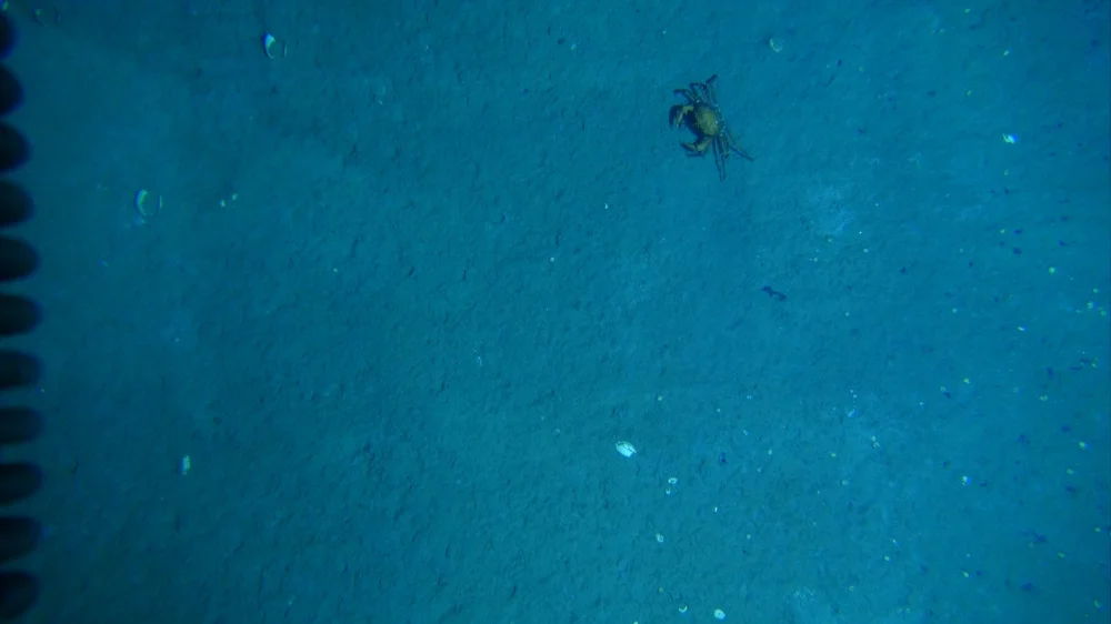 12-searching crab.jpg