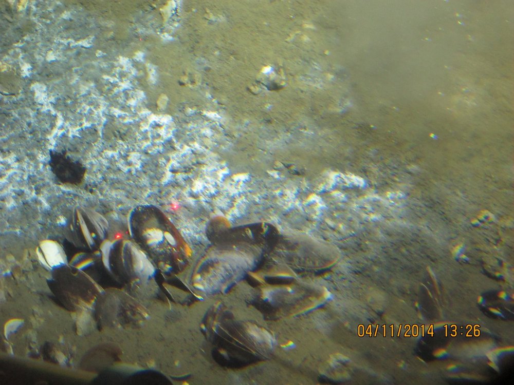 7-Mussels in Oil.jpg