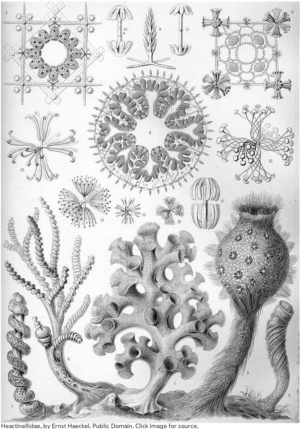 6-Haeckel Glass Sponge.jpg