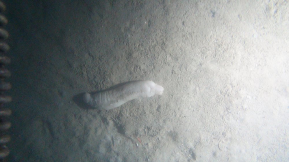 15-giant sea cucumber.jpg