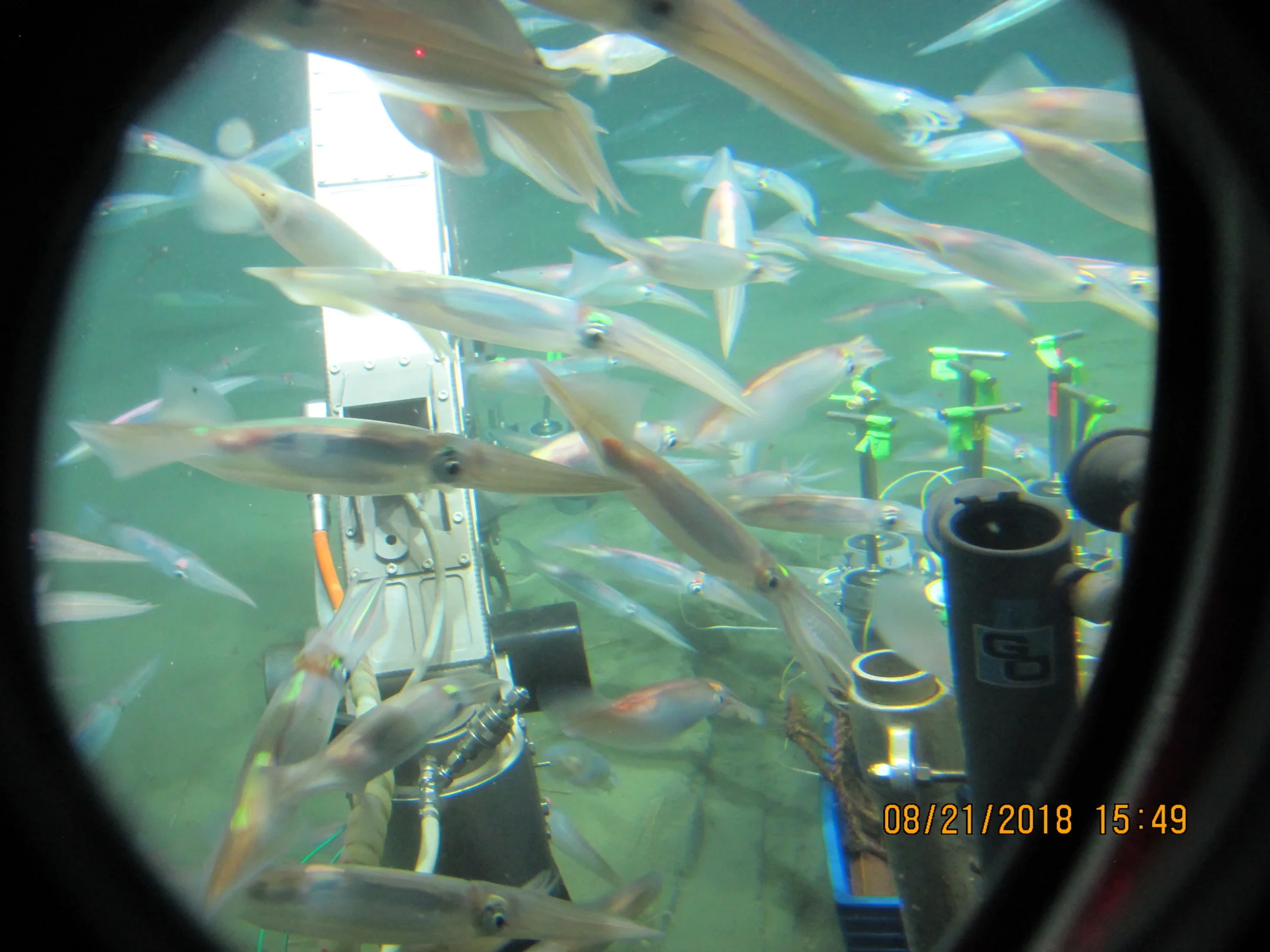 2018 DEEPSEARCH Atlantis Expedition: Pea Island Seep