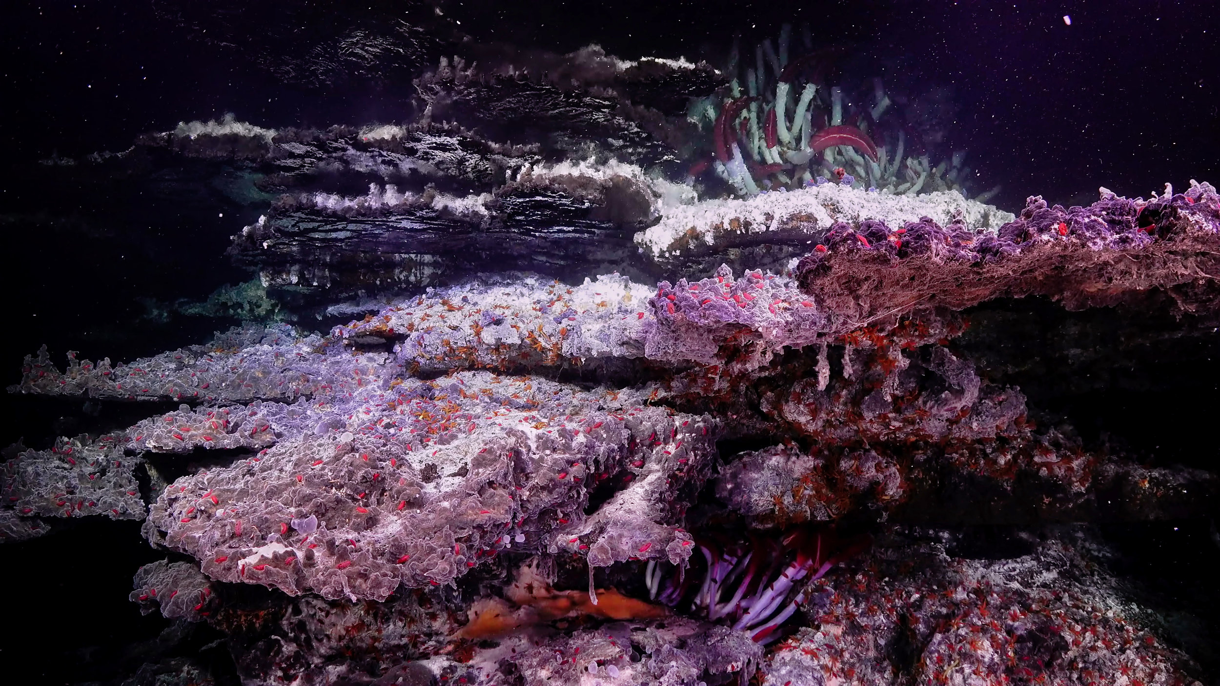A spectacular hydrothermal vent structure in the Gulf of California.  (Image courtesy of Schmidt Ocean Institute)