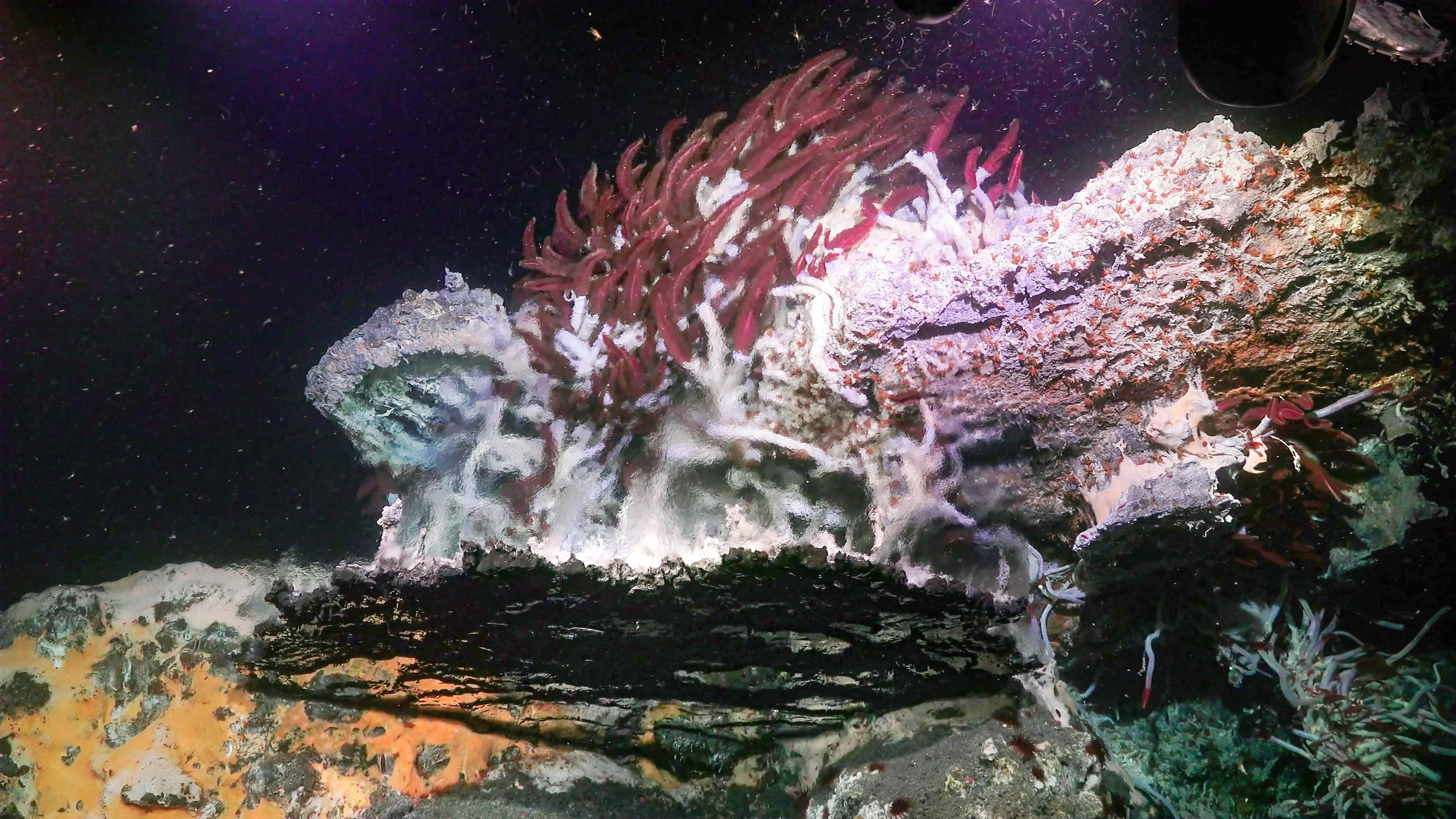 A hydrothermal vent structure in the Gulf of California.  (Image courtesy of Schmidt Ocean Institute)