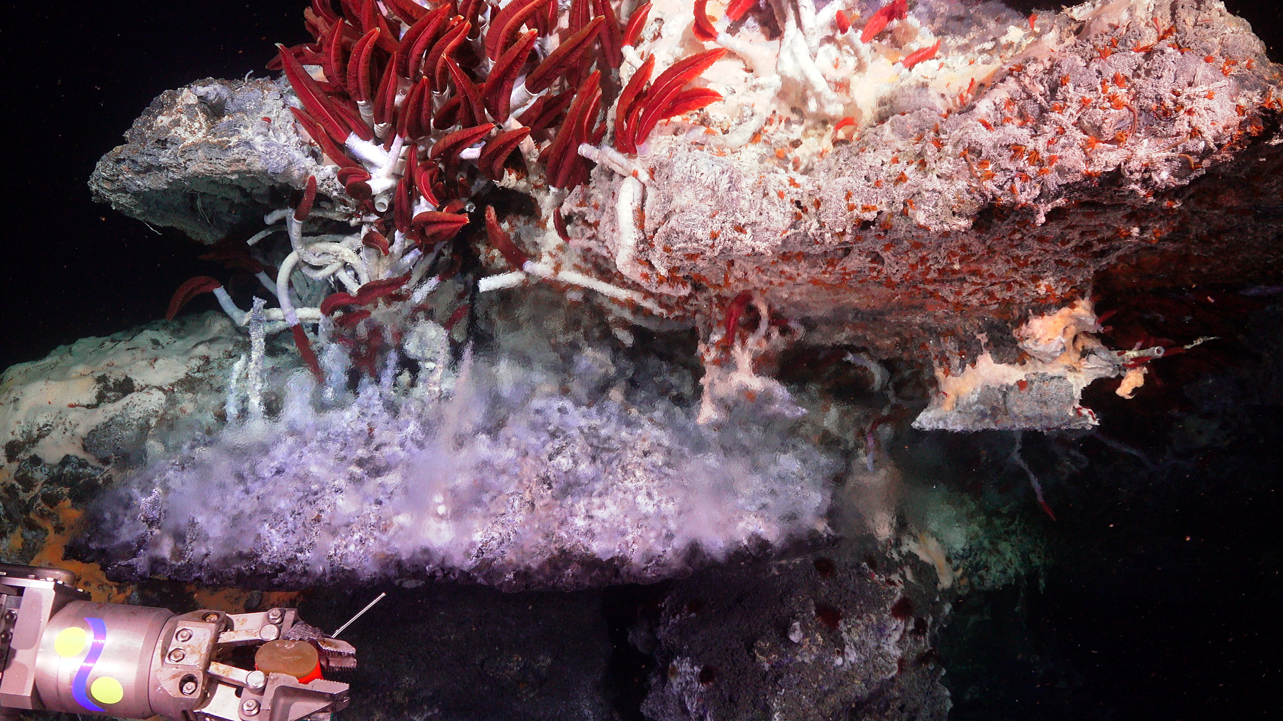 Hydrothermal vent structure in the Gulf of California.  (Image courtesy of Schmidt Ocean Institute)