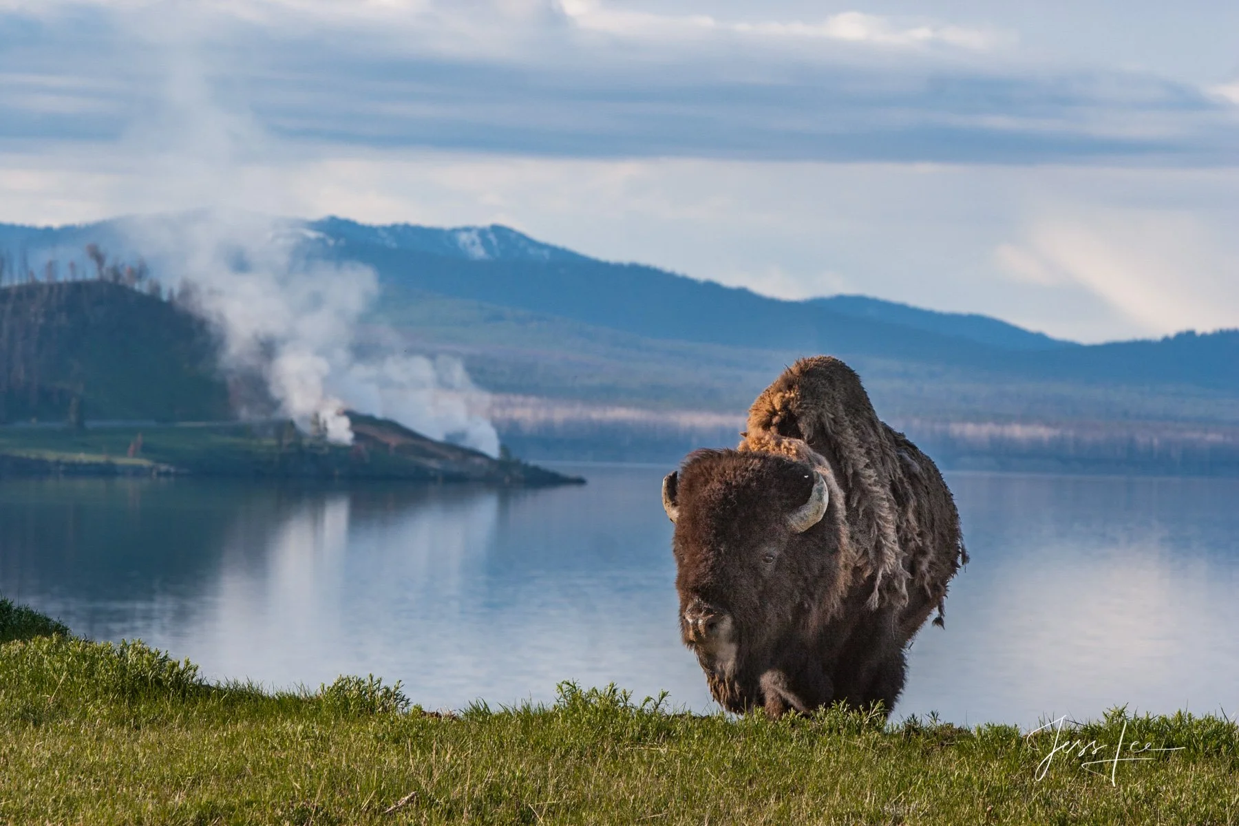 Yellow stone lake Bison-point.jpeg