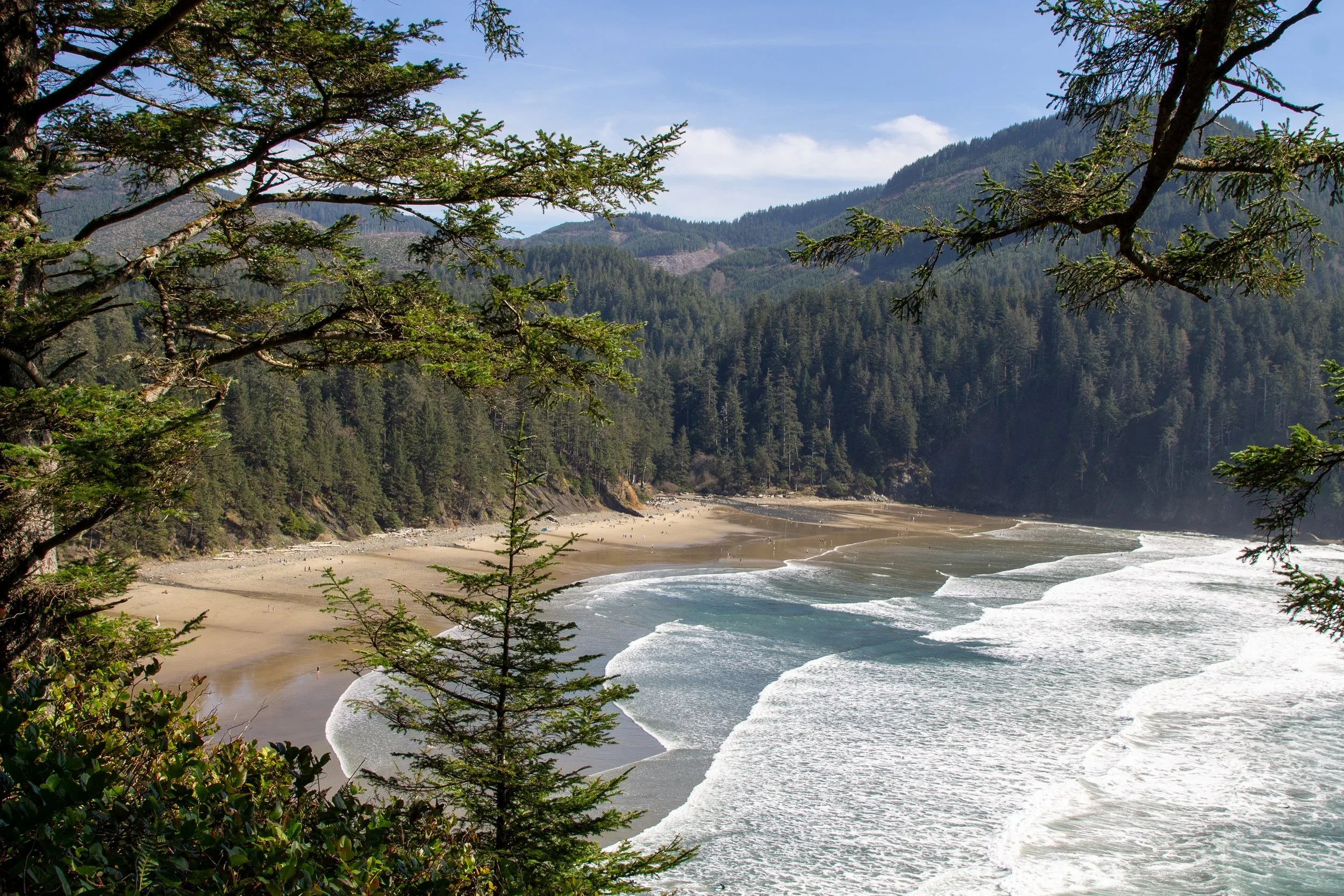 Oswald West State Park.webp