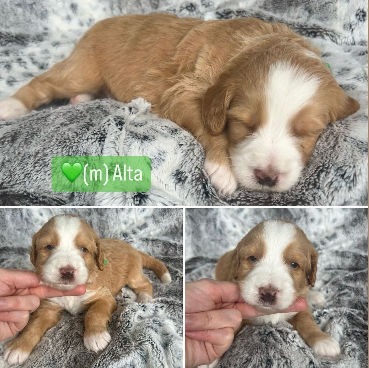 Maggie&rsquo;s 3 week old #bernedoodle babes are doing amazing! The variety of colors in this litter is so fun! Which color is your favorite? 🤩 
#bernedoodlepuppy #redandwhitetuxedobernedoodle #merlebernedoodle #tricolorbernedoodle #doodledailyposts