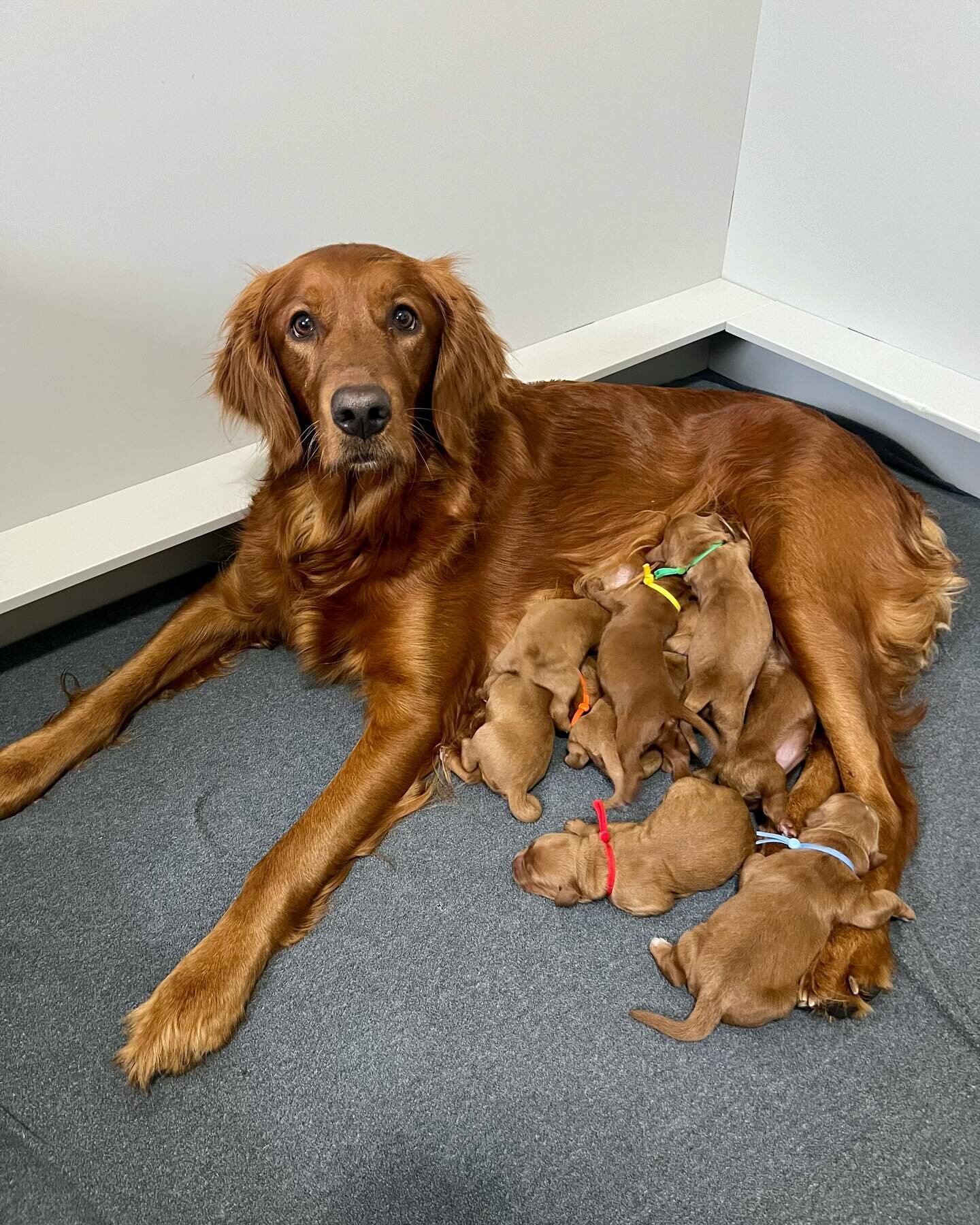 Good job mama River 🩷 8 (6-females and 2-males) beautiful, intense red, mini goldendoodles. These cuties will have silky soft coats with the cutest blocky build. We can&rsquo;t wait to watch these babies grow. They&rsquo;ll be 25-35 pounds. DM for d