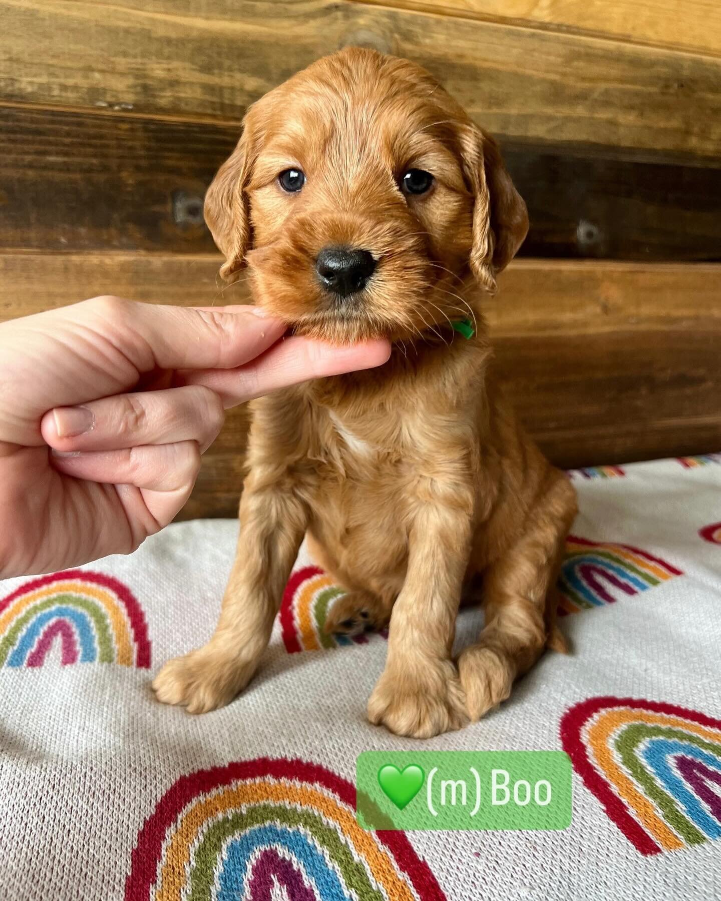 These mini goldendoodles are 🤩! They are a higher percentage of golden retriever while maintaining a low to non shedding coat. They&rsquo;ll have the cutest teddy bear design with wavy coats. We are in love with their blocky faces and intense red co