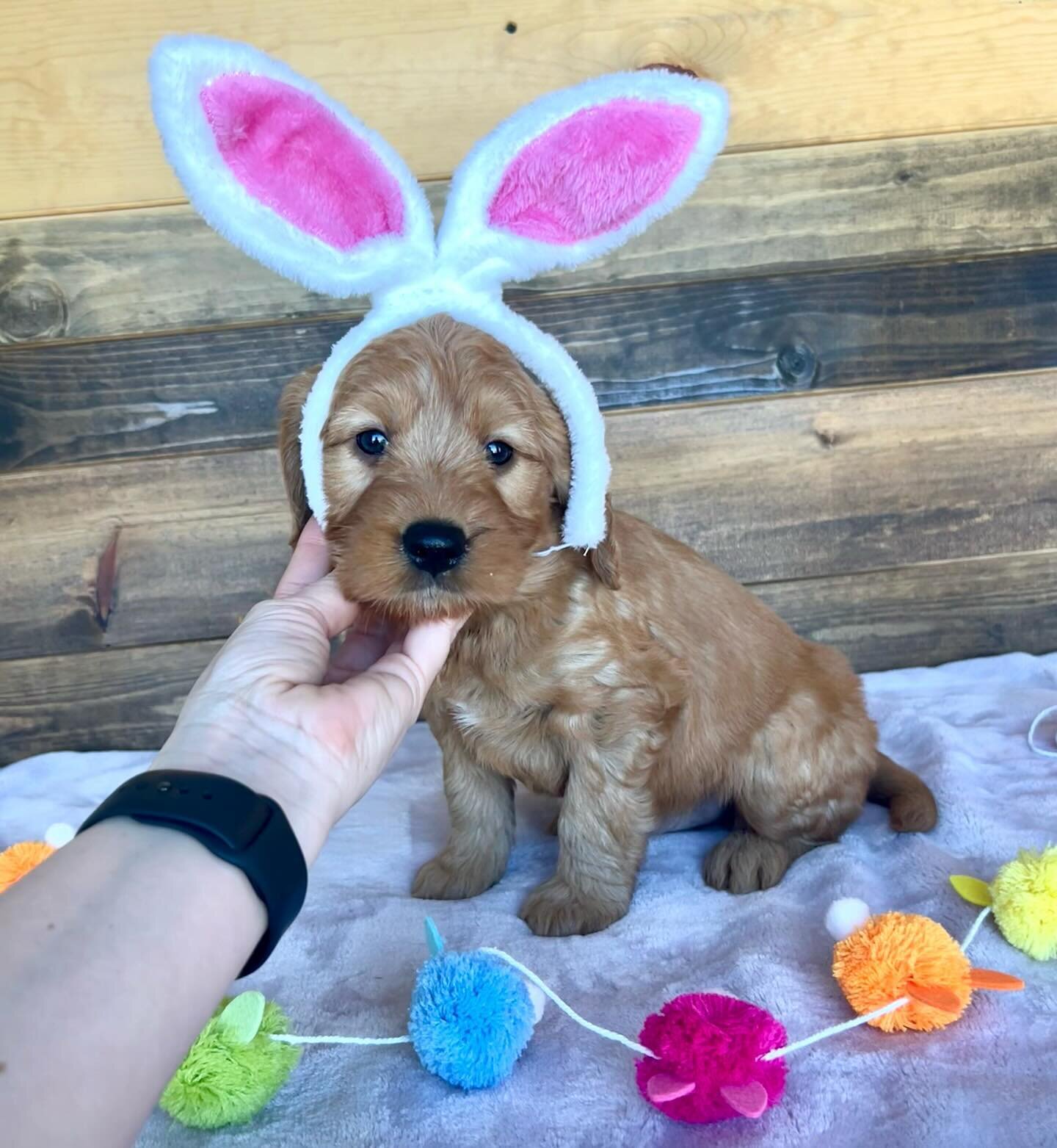 Boo is looking for some-bunny to love him 💚🐰 He is the perfect teddy bear mini goldendoodle with the best mix of playfulness, sweetness and confidence. He&rsquo;s a mini goldendoodle expected to weigh between 25-35 pounds. He&rsquo;ll have a gorgeo