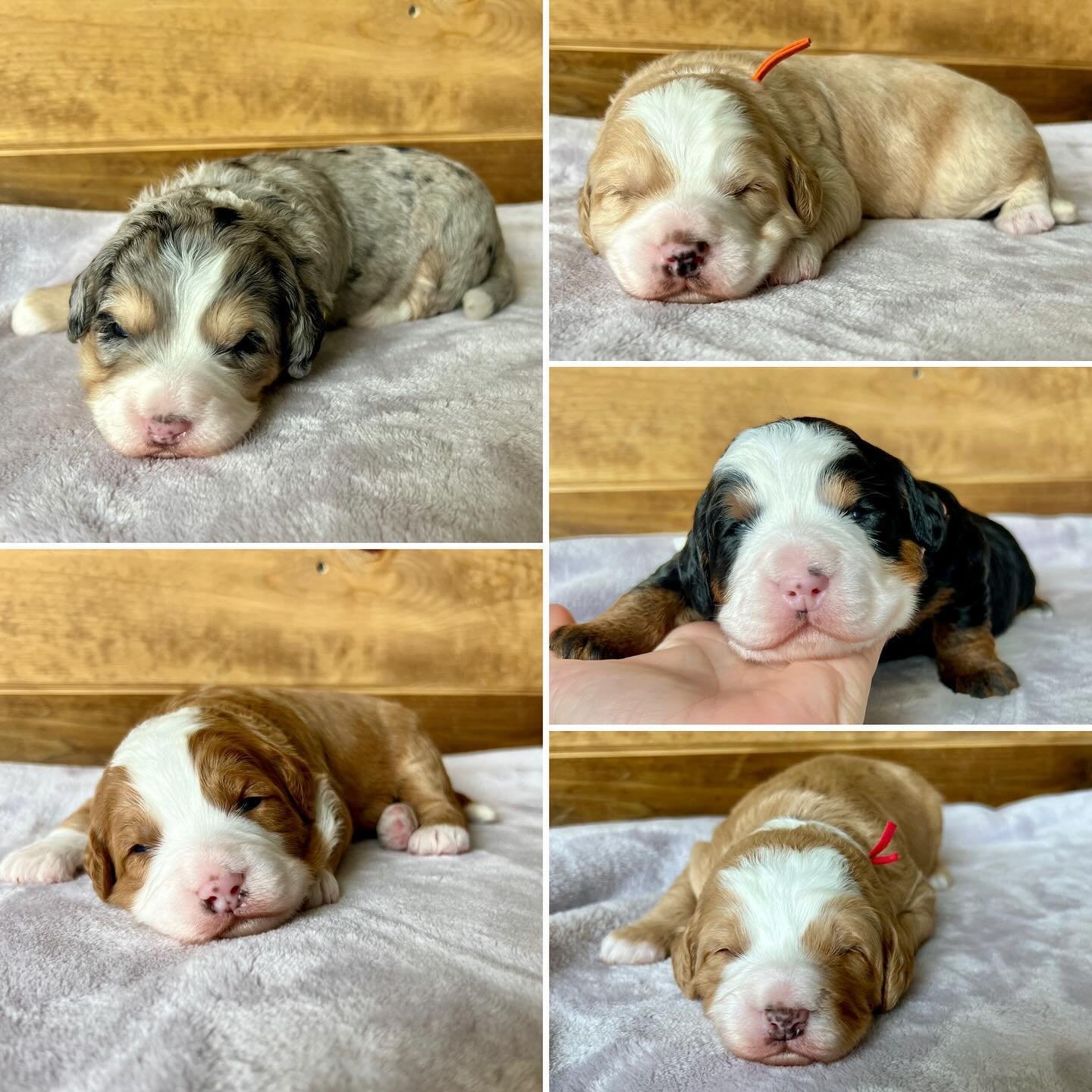 Introducing Maya&rsquo;s tree litter. Two weeks old, I cant believe it. Swipe to see these cuties up close, who&rsquo;s your favorite?! 
#bernedoodlelove #bernedoodlehub #bernedoodlepuppy #tricolorbernedoodle #redandwhitetuxedobernedoodle #merleberne