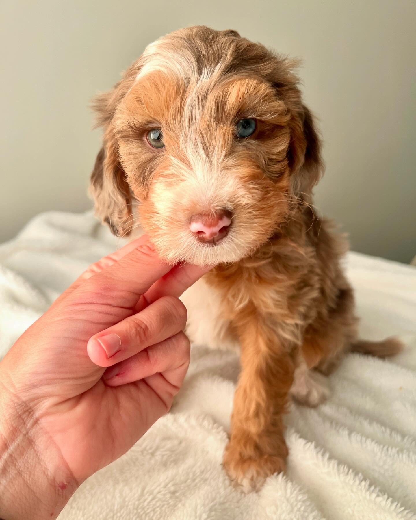 Sweet Noodles just became available 🤩 She&rsquo;s from Abbi&rsquo;s kids choice litter of f1b mini bernedoodles. She has a calmer disposition, so sweet and ready for her furever home. DM for details on this angel. 
#minibernedoodle #minibernedoodles