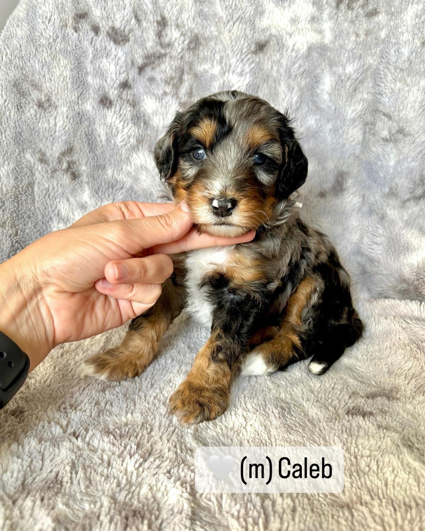 Obsessed. Maggie&rsquo;s Olympic babes are four weeks old 💛 tricolor, merle, red and white&hellip; what&rsquo;s your favorite color combo? 
#f1bbernedoodle #bernedoodlepuppy #puppylove #bernedoodlehub #doodletales #bernedoodlelove #merlebernedoodle 