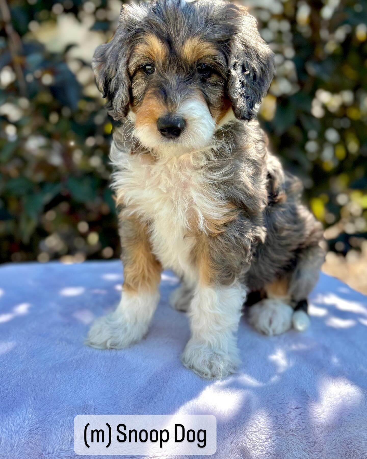 And just like that, we have 6 week olds 🥹 being outside is their new favorite thing. They are building their confidence and exposures to new things as they safely explore. Each week we add to their list of new, safe exposures to help lay the foundat