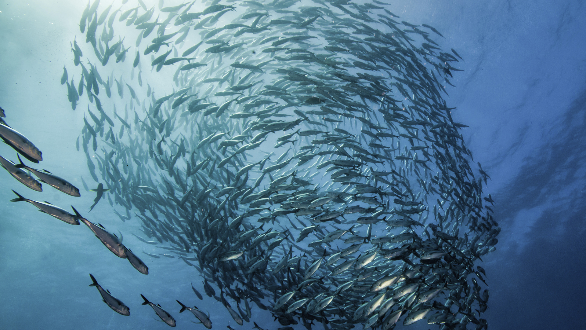 what-is-sustainable-fishing-option-2---header-desktop.jpg
