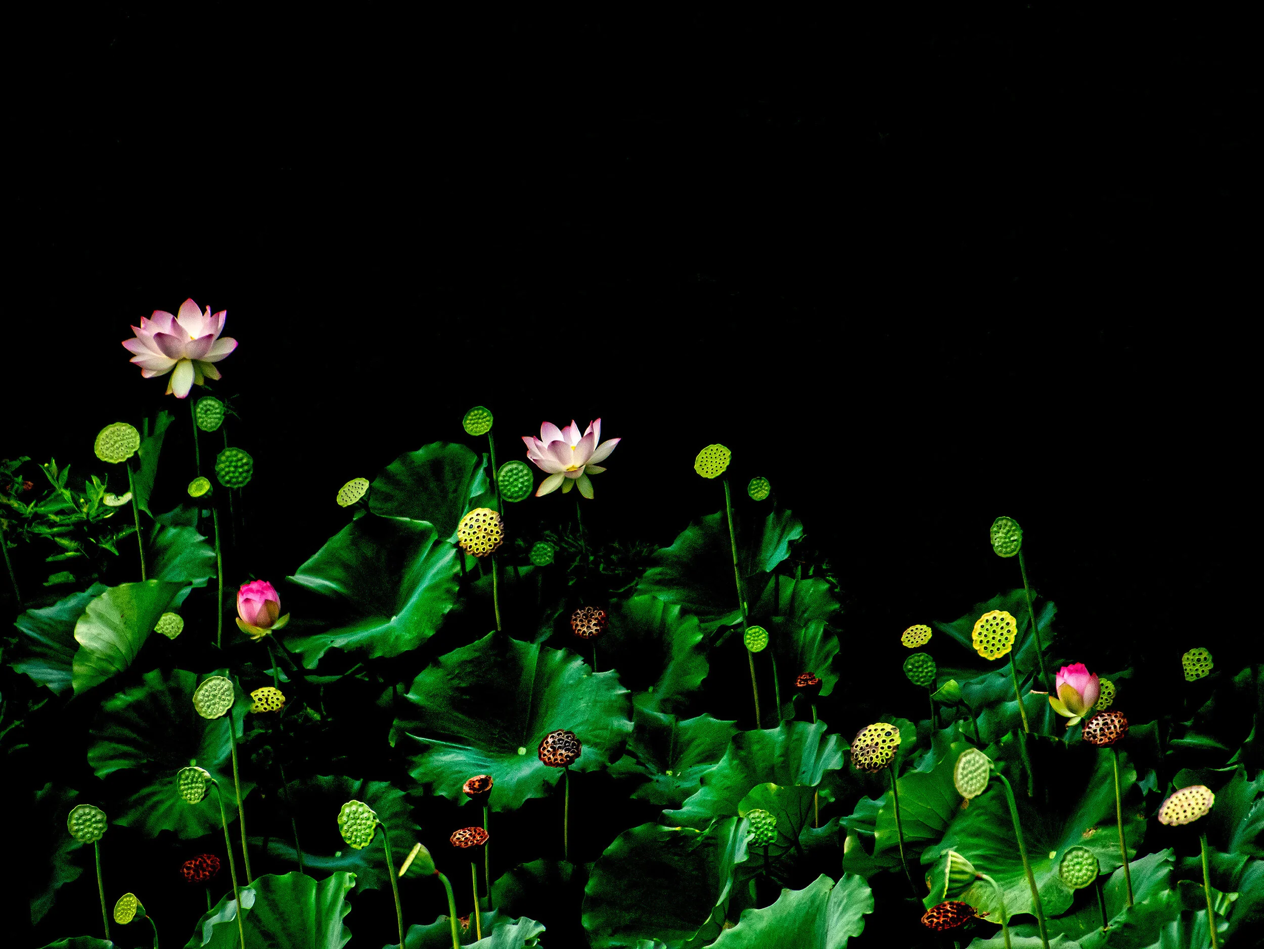 Lotus Nicolette Dunn