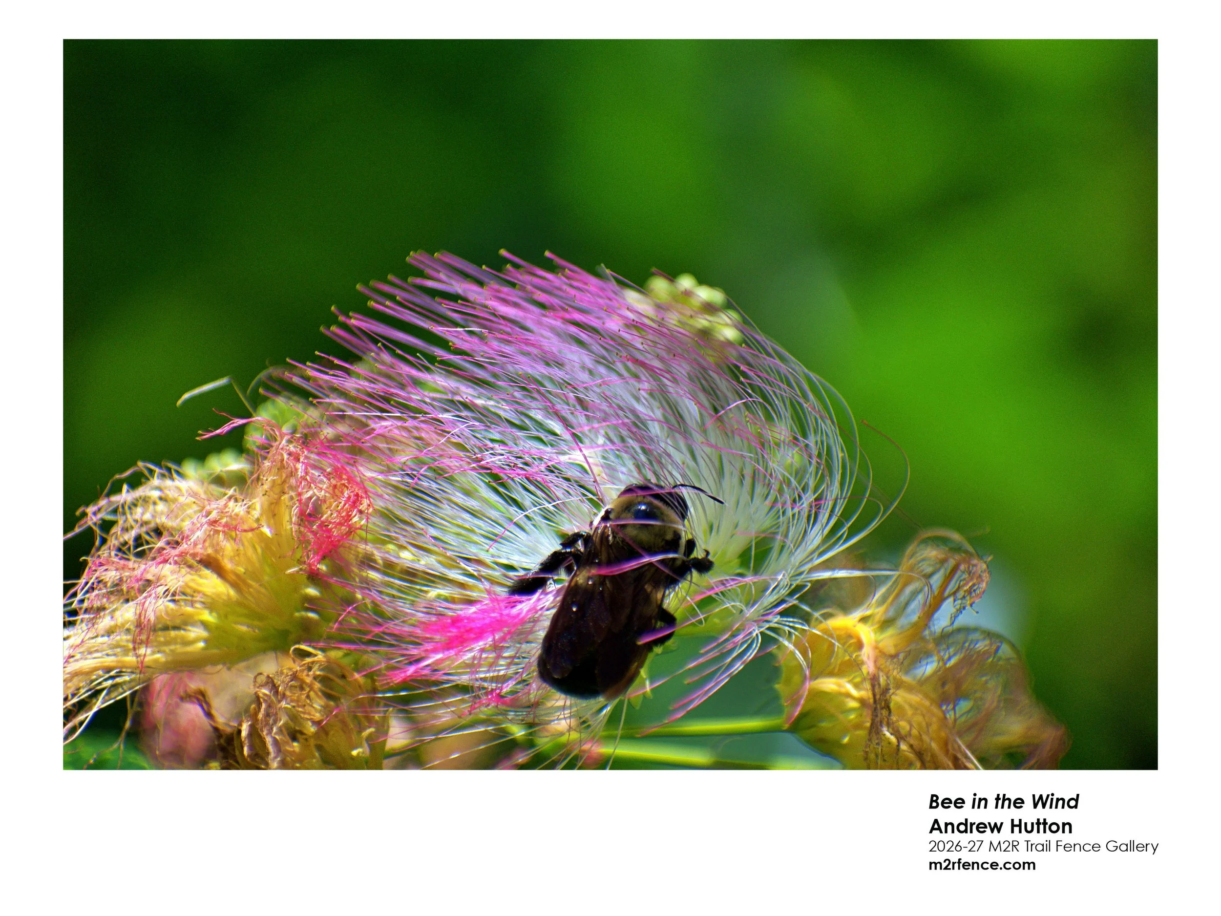 Andrew Hutton - Bee In The Wind.jpg