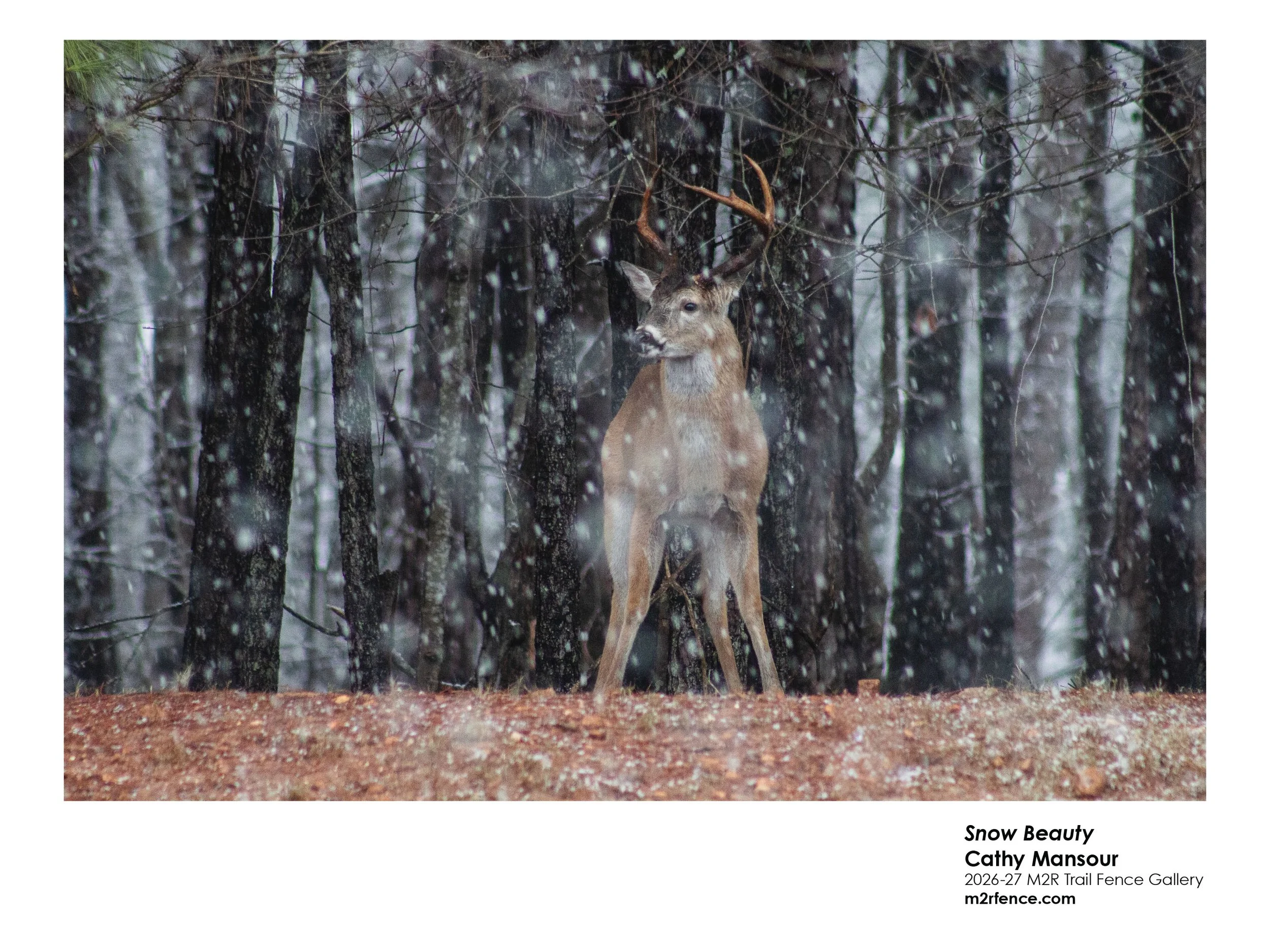 Cathy_Mansour_Snow Beauty  - mcmansour@comcast.jpg