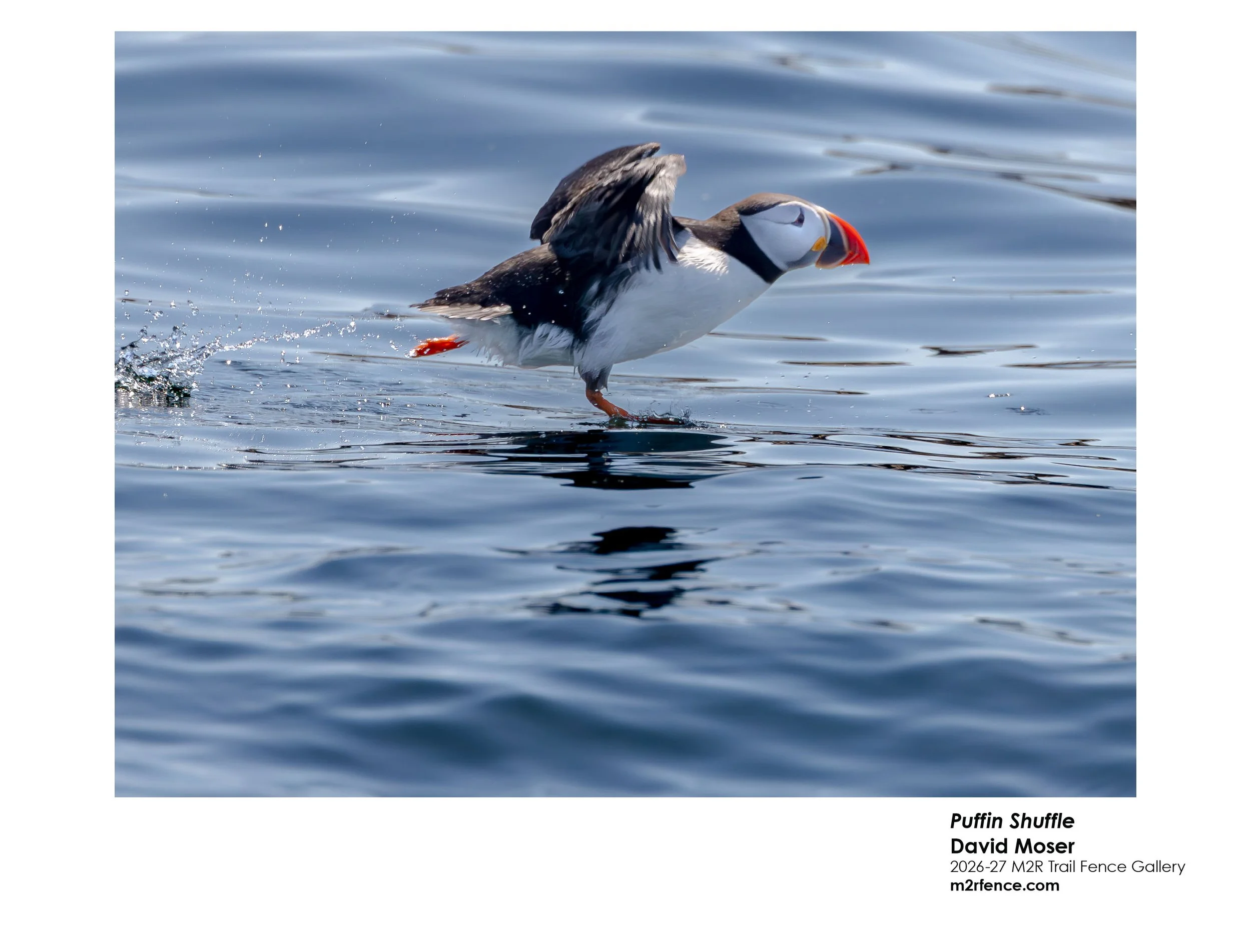 David_Moser_Puffin shuffle - David Moser.jpg
