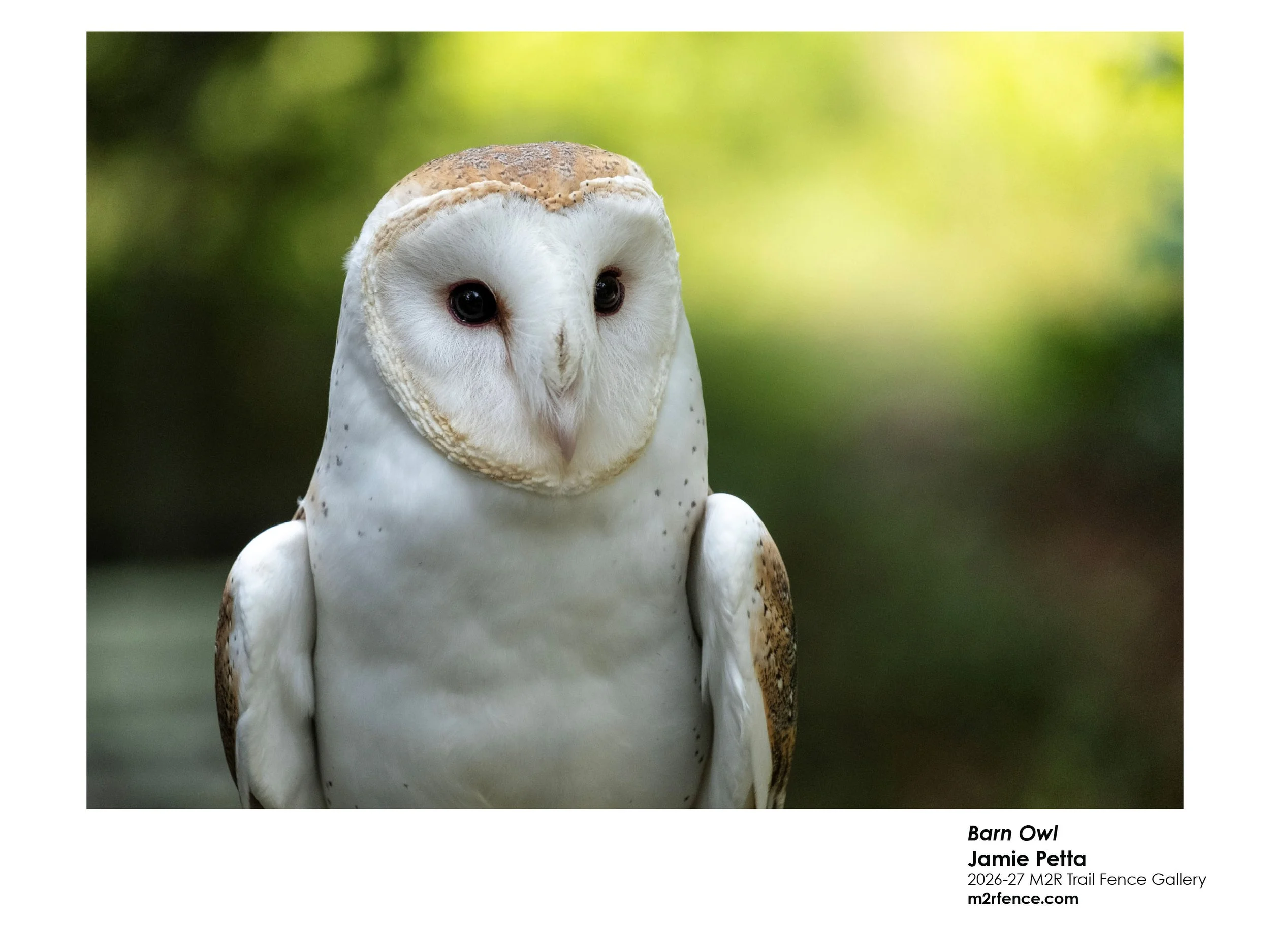 Jamie_Petta_Barn Owl - Jamie Petta.jpg