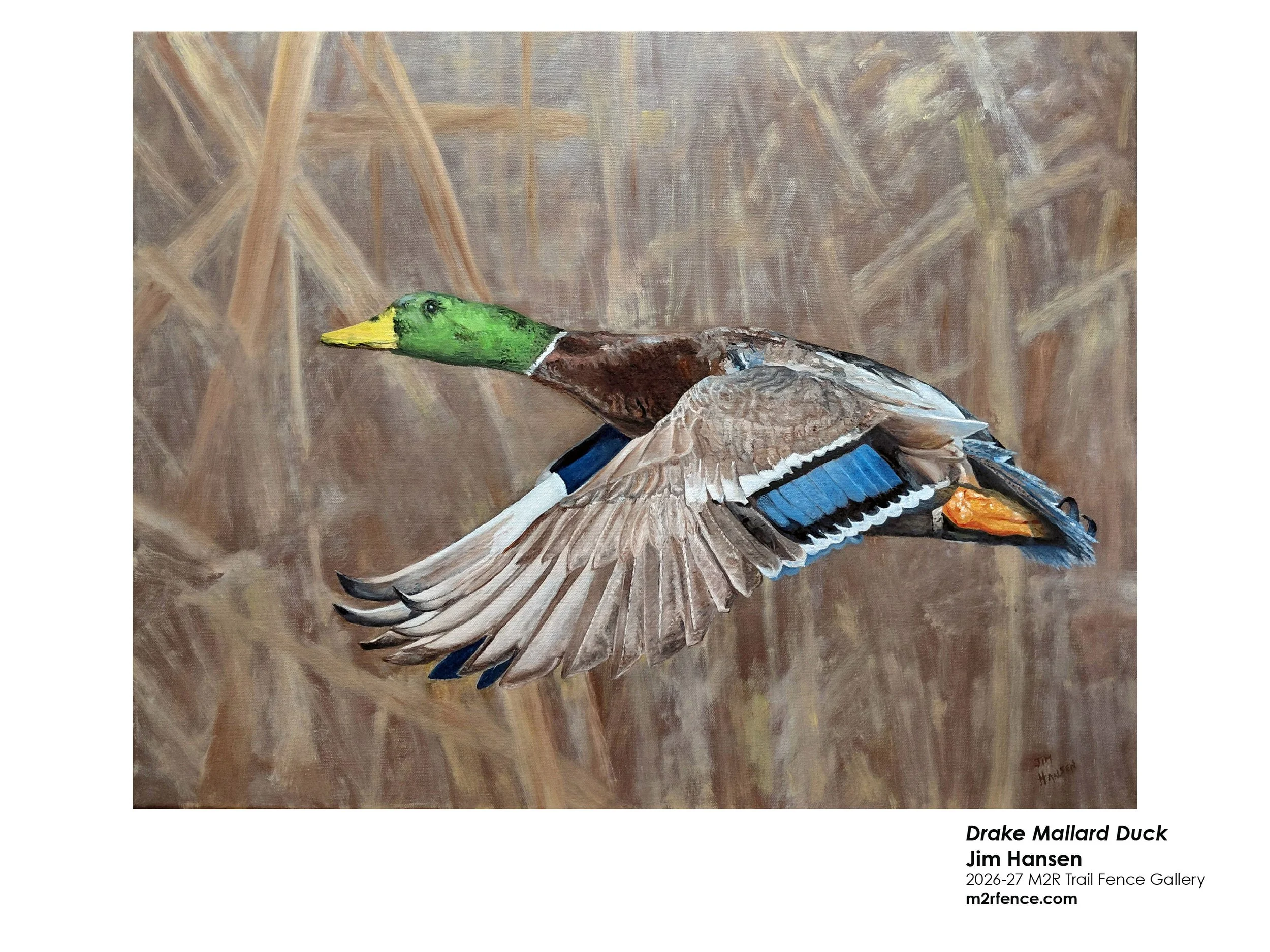 Jim_Hansen_Drake Mallard Duck - James Hansen.jpg