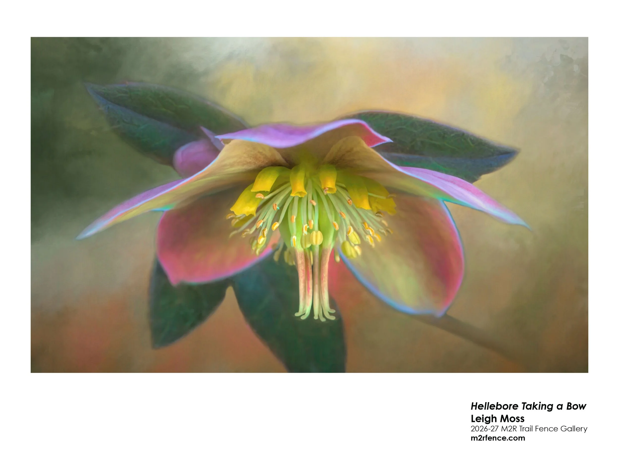 Leigh_Moss_Hellebore Taking A Bow - Leigh Moss.jpg