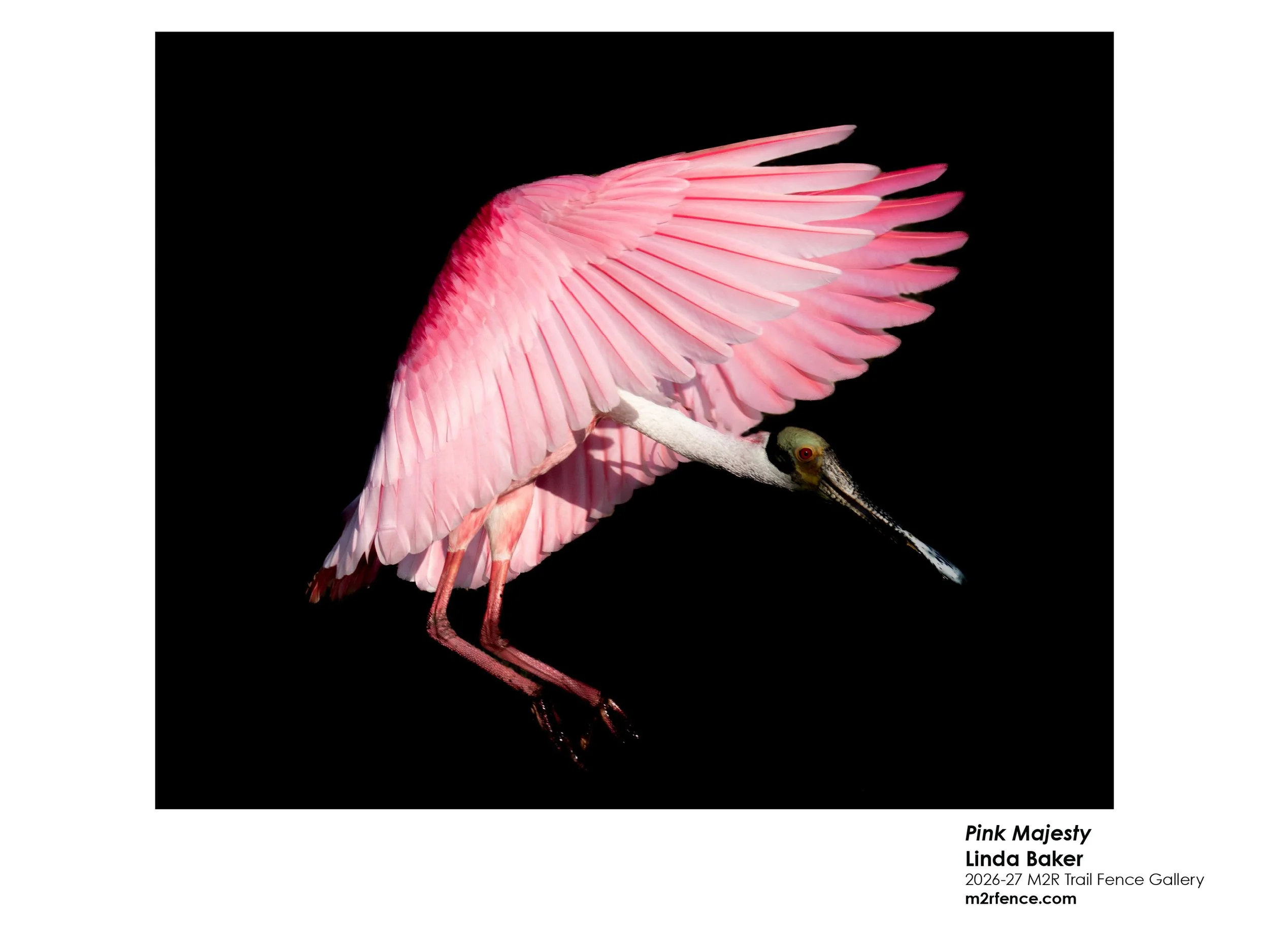 Linda_Baker_Pink Majesty - Linda Baker.jpg
