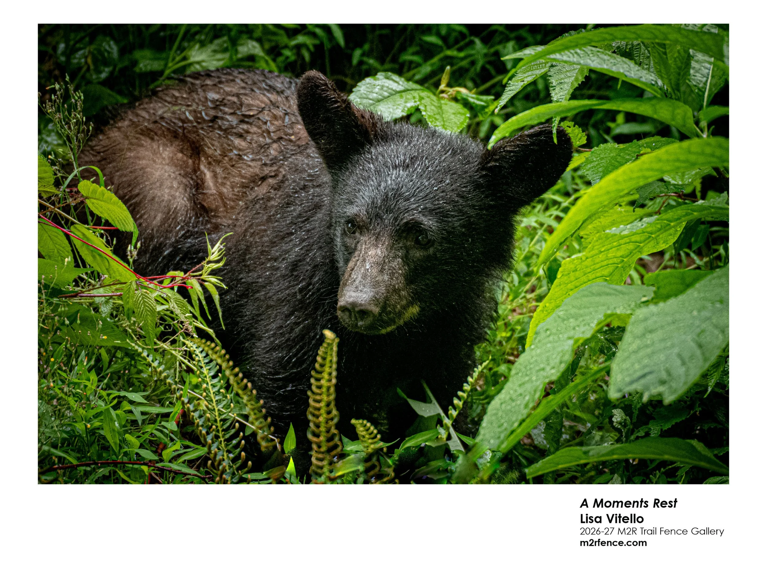 Lisa_Vitello_A Moments Rest Smoky Mountains - L V.jpg