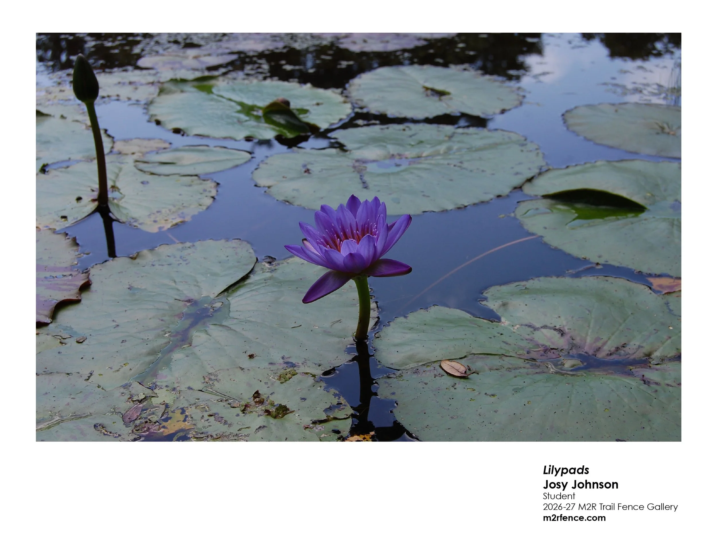 Josy_Johnson_Lilypads - Finn Johnson.jpg