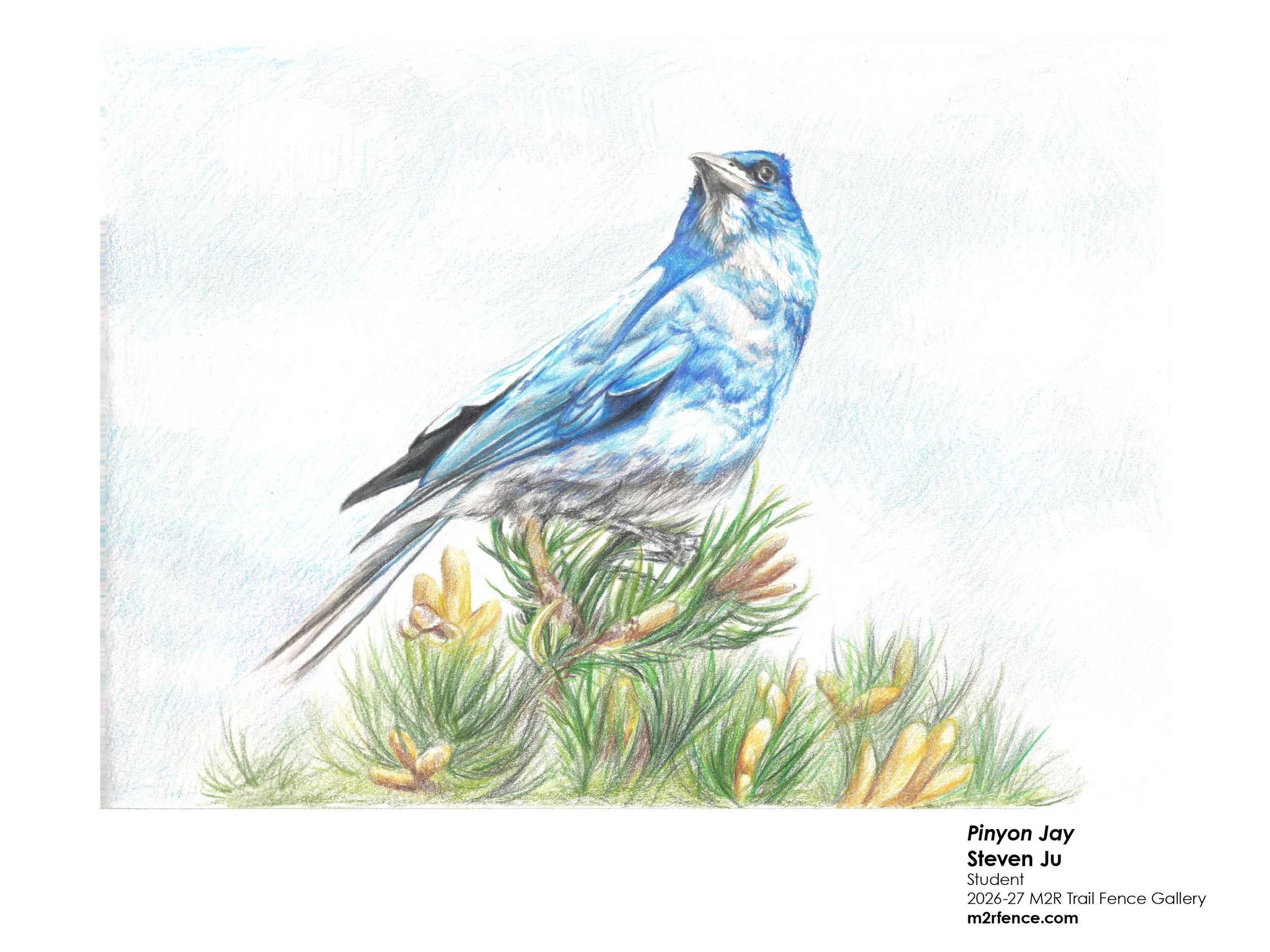 Steven_Ju_Pinyon Jay - Steven Ju.jpg