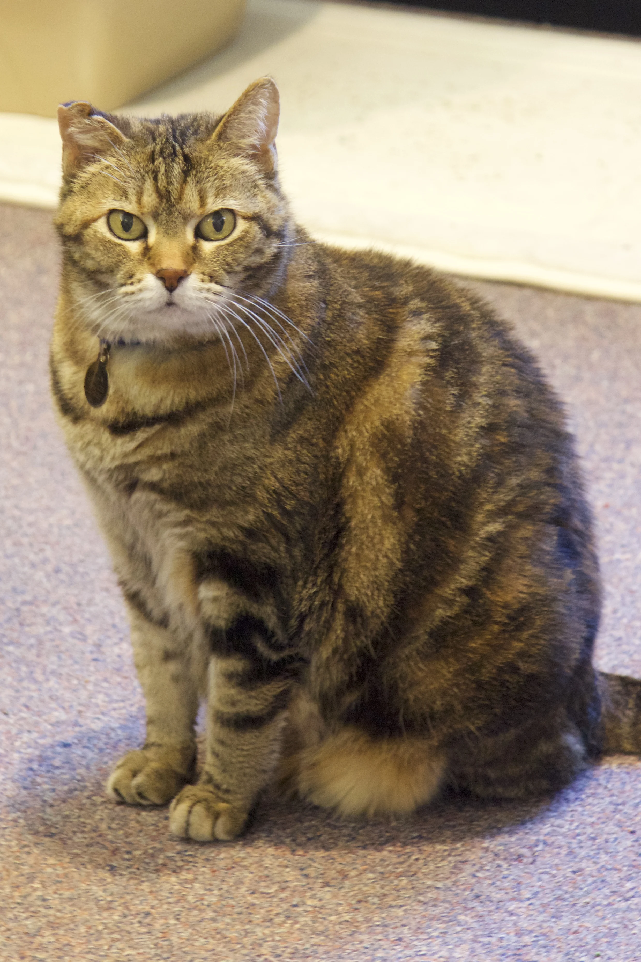 Luka, Mouser Emeritus