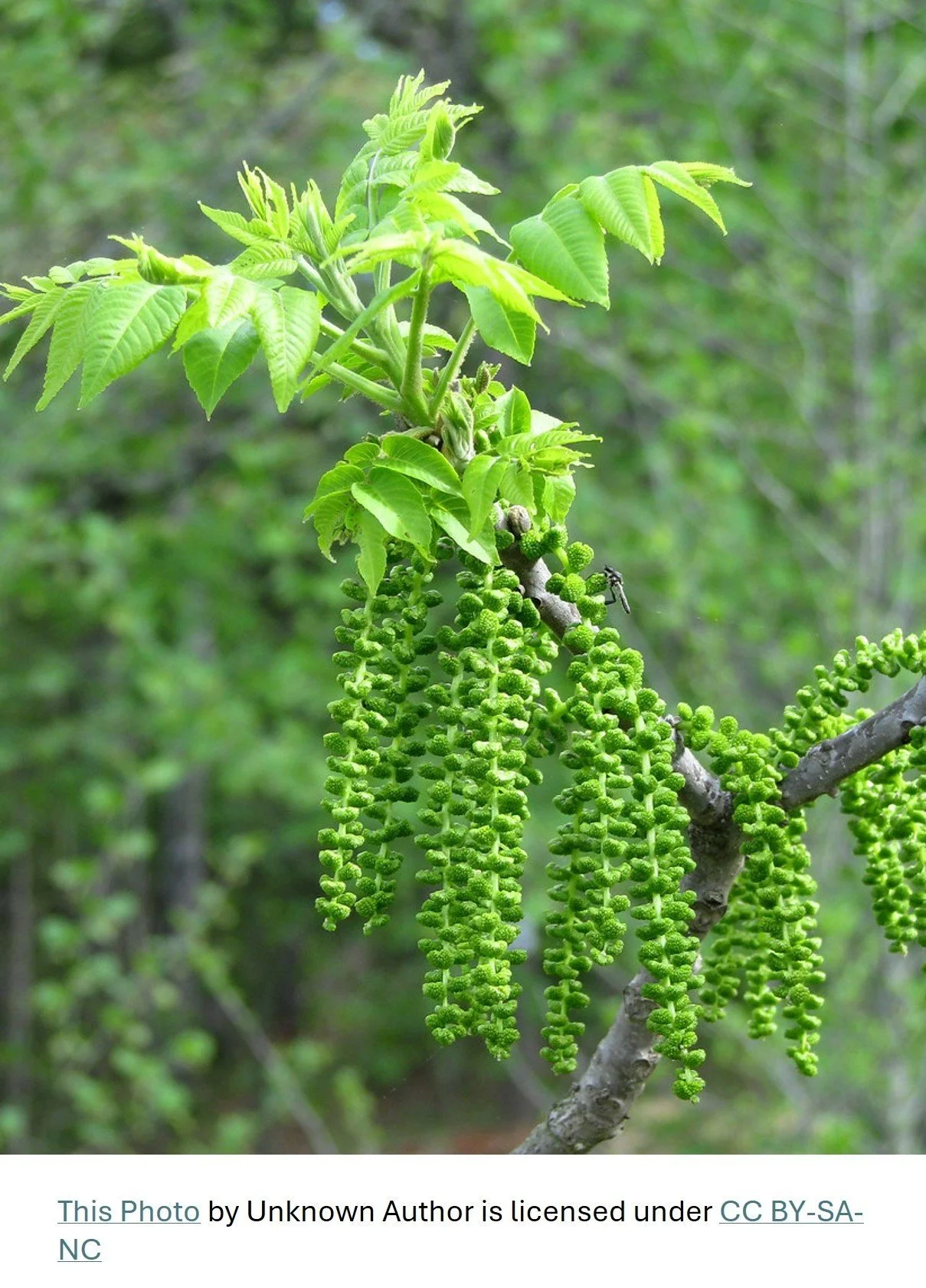 Back - to - School Transitions! Walnut to the Rescue!