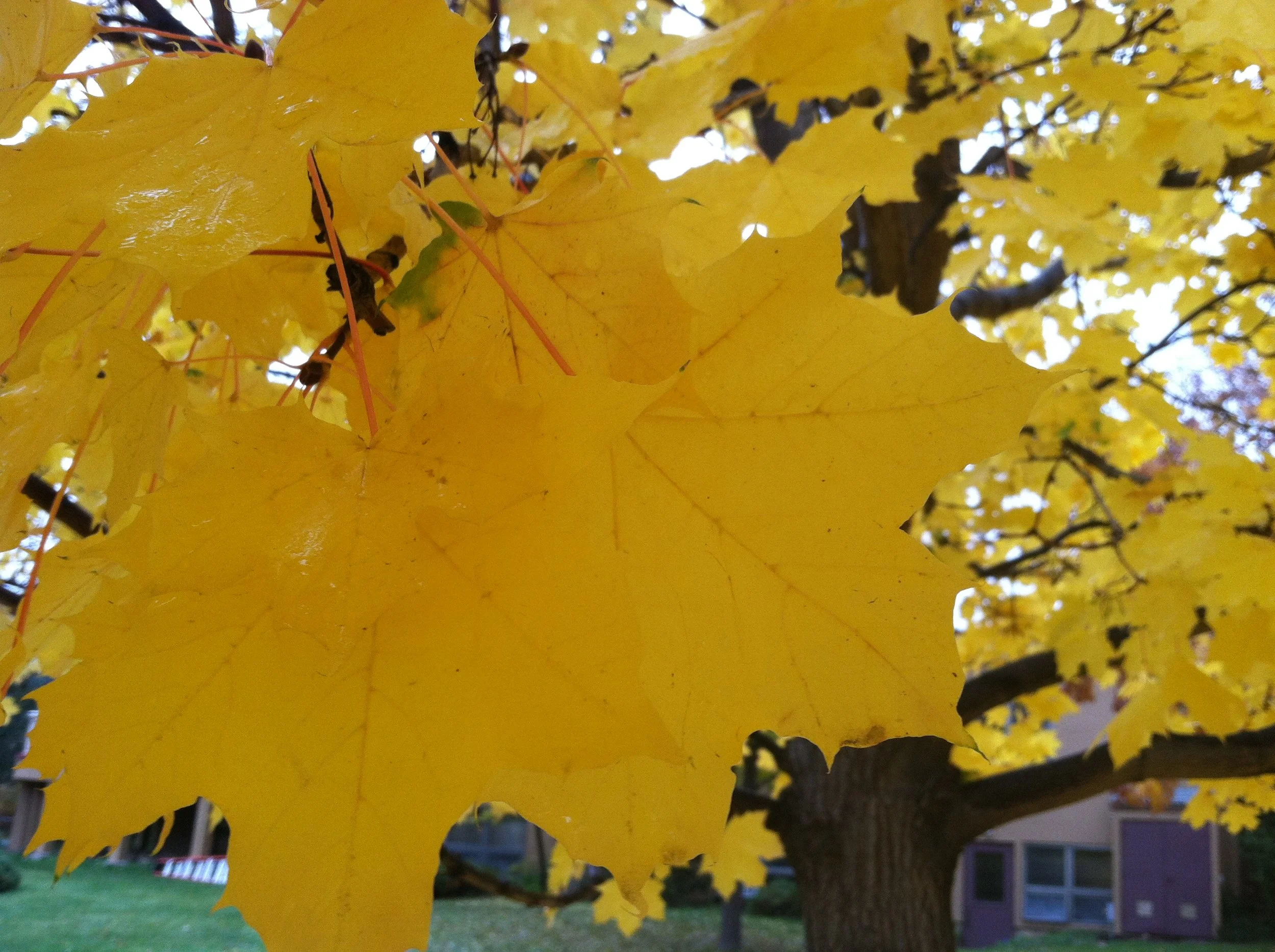 Welcome Autumn! Simple Strategies to Embrace the Season!