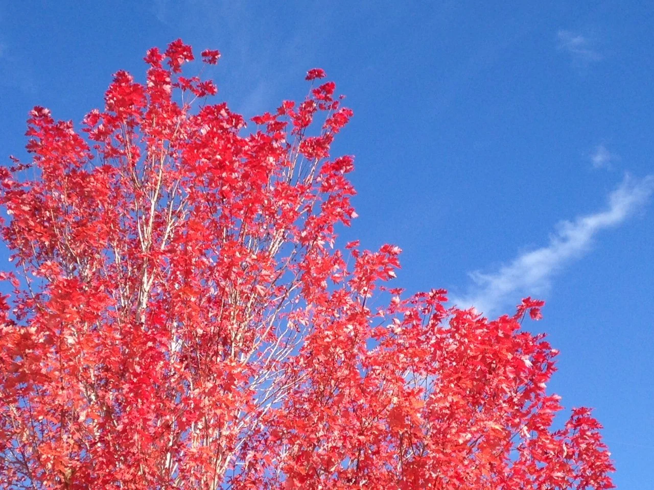 Simple Strategies to Support Detoxification in Autumn!