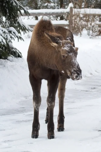 Young bull moose