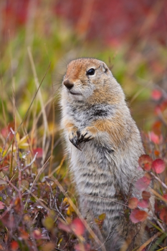 Ground squirrel, seen throughout the park.