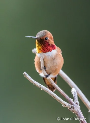 Rufus Hummingbird