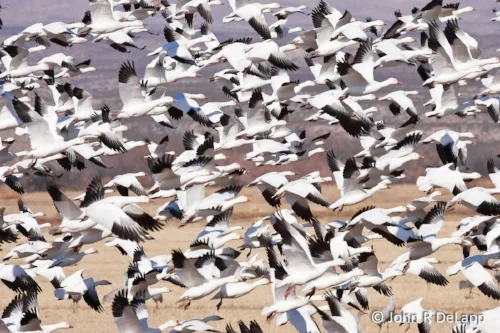 Snow Geese