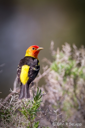 Western Tanager, male