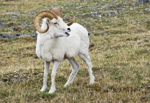 Large, full curl Dall sheep ram on Primrose Ridge.