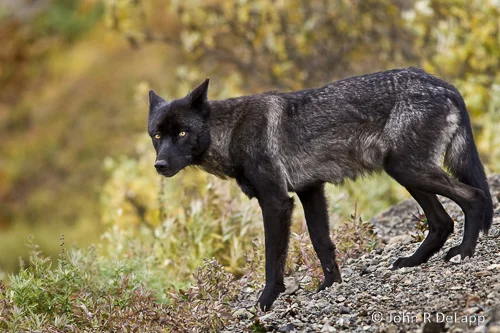 Black wolf in Denali