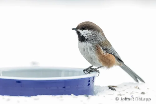 Boreal Chickadee