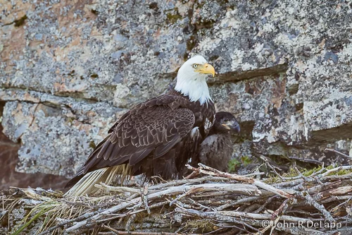 Bald Eagle with Chick