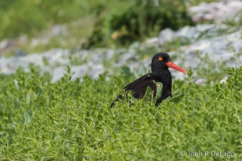 Black Oystercatcher
