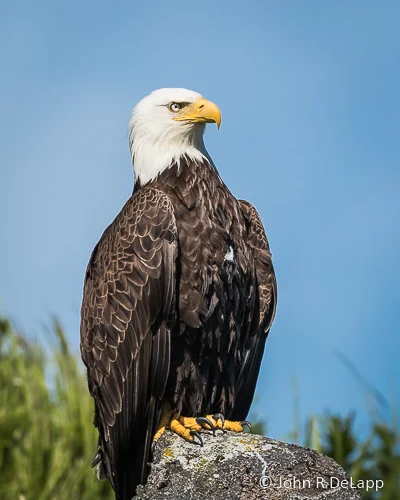 Bald Eagle